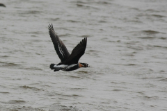 Roodhalsgans-Lauwersmeer 20-4-2012