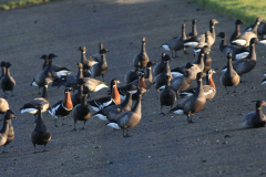 Roodhalsgans en Rotgans 1 Friesland-kust 12-12-2011