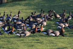 Roodhalsgans en Rotgans 2 Friesland-kust 12-12-2011