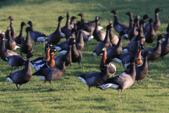 Roodhalsgans en Rotgans 3 Friesland-kust 12-12-2011