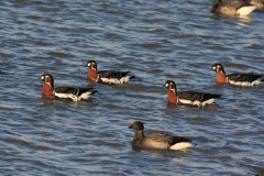 Roodhalsgans en Rotgans 5 Friesland-kust 12-12-2011