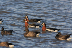 Roodhalsgans en Rotgans 6 Friesland-kust 12-12-2011