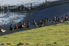 Roodhalsgans en Rotgans Friesland-kust 12-12-2011