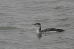 Roodkeelduiker 1-Eemshaven 20-12-2006