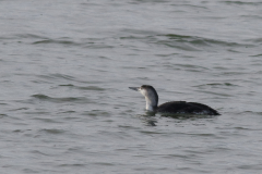 Roodkeelduiker 1-Eemshaven 25-1-2021