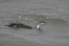 Roodkeelduiker 1-Lauwersoog 7-11-2007