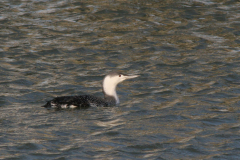 Roodkeelduiker 2-Eemshaven 14-1-2007