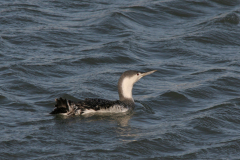 Roodkeelduiker 3-Eemshaven 14-1-2007