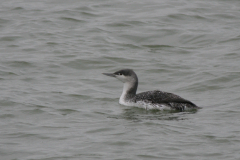 Roodkeelduiker-Eemshaven 20-12-2006