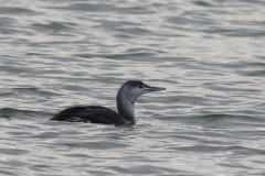 Roodkeelduiker-Eemshaven 25-1-2021