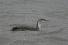 Roodkeelduiker-Lauwersoog 7-11-2007