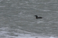 Roodkeelduiker-Vlieland 5-10-2012