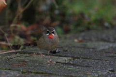 Roodkeelnachtegaal 1-NoordHolland 20-1-2016