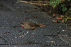 Roodkeelnachtegaal 2-NoordHolland 20-1-2016