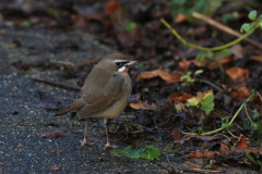 Roodkeelnachtegaal 3-NoordHolland 20-1-2016