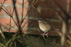 Roodkeelnachtegaal 4-NoordHolland 20-1-2016