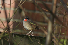 Roodkeelnachtegaal 5-NoordHolland 20-1-2016