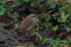 Roodkeelnachtegaal 6-NoordHolland 20-1-2016