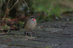 Roodkeelnachtegaal-NoordHolland 20-1-2016