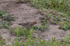 Roodkeelpieper 13-Gelderland 2-5-2021