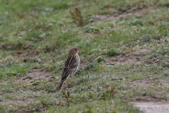 Roodkeelpieper 4-Gelderland 2-5-2021