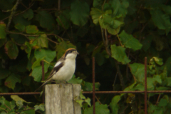 Roodkopklauwier 8-Friesland 19-8-2013