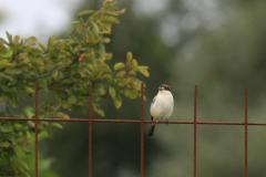 Roodkopklauwier-Friesland 19-8-2013