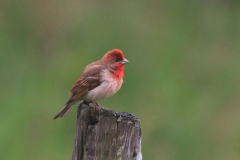 Roodmus 1-Texel 6-6-2012