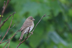 Roodmus 8-Texel 6-6-2012