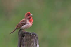 Roodmus-Texel 6-6-2012