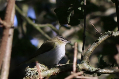 Roodoogvireo 1-Texel 28-10-2018