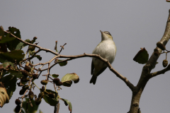 Roodoogvireo 10-Texel 28-10-2018