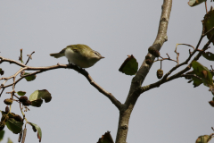 Roodoogvireo 11-Texel 28-10-2018