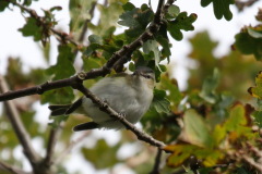 Roodoogvireo 2-Texel 28-10-2018