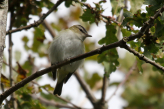 Roodoogvireo 3-Texel 28-10-2018