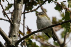 Roodoogvireo 4-Texel 28-10-2018