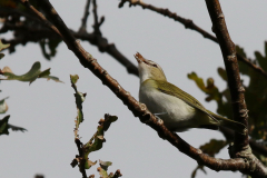 Roodoogvireo 5-Texel 28-10-2018