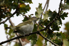 Roodoogvireo 6-Texel 28-10-2018