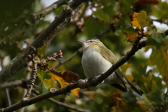 Roodoogvireo 7-Texel 28-10-2018