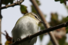 Roodoogvireo 8-Texel 28-10-2018