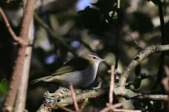 Roodoogvireo-Texel 28-10-2018