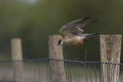 Roodpootvalk, 2e kj. ♀  1-Drenthe 3-5-2021