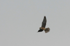 Roodpootvalk, ♀  1-Friesland 10-5-2016