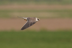 Roodpootvalk, 1e kj. 1 Friesland 22-9-2019