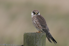 Roodpootvalk, 1e kj. 2 Lauwersmeer 2-9-2009