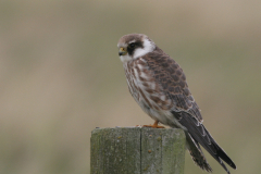 Roodpootvalk, 1e kj. 3 Lauwersmeer 2-9-2009