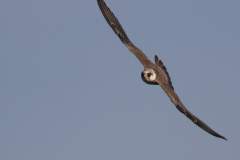 Roodpootvalk, 1e kj. Friesland 22-9-2019