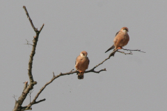 Roodpootvalk, ♀  2-Friesland 13-5-2008