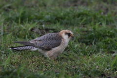 Roodpootvalk, 2e kj. ♀ -Drenthe 3-5-2021