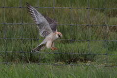 Roodpootvalk, 2e kj. ♀ -Drenthe 6-5-2021